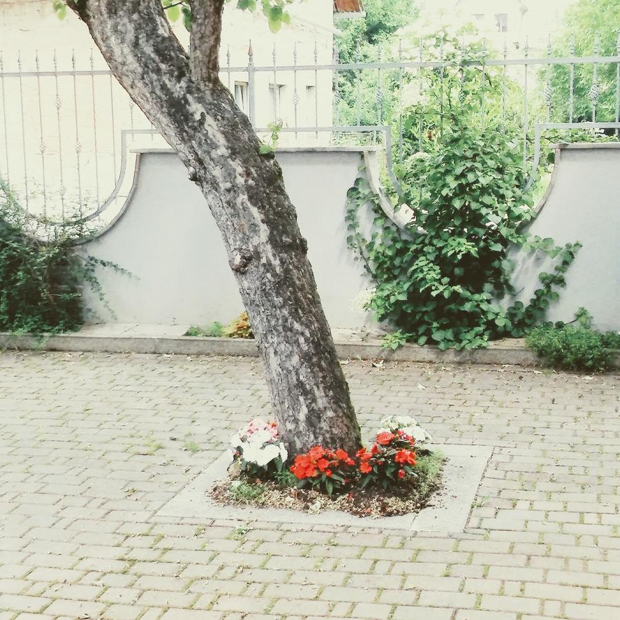 Prenocisca Angelin Hram, Tiny Apartments Markovec Eksteriør bilde